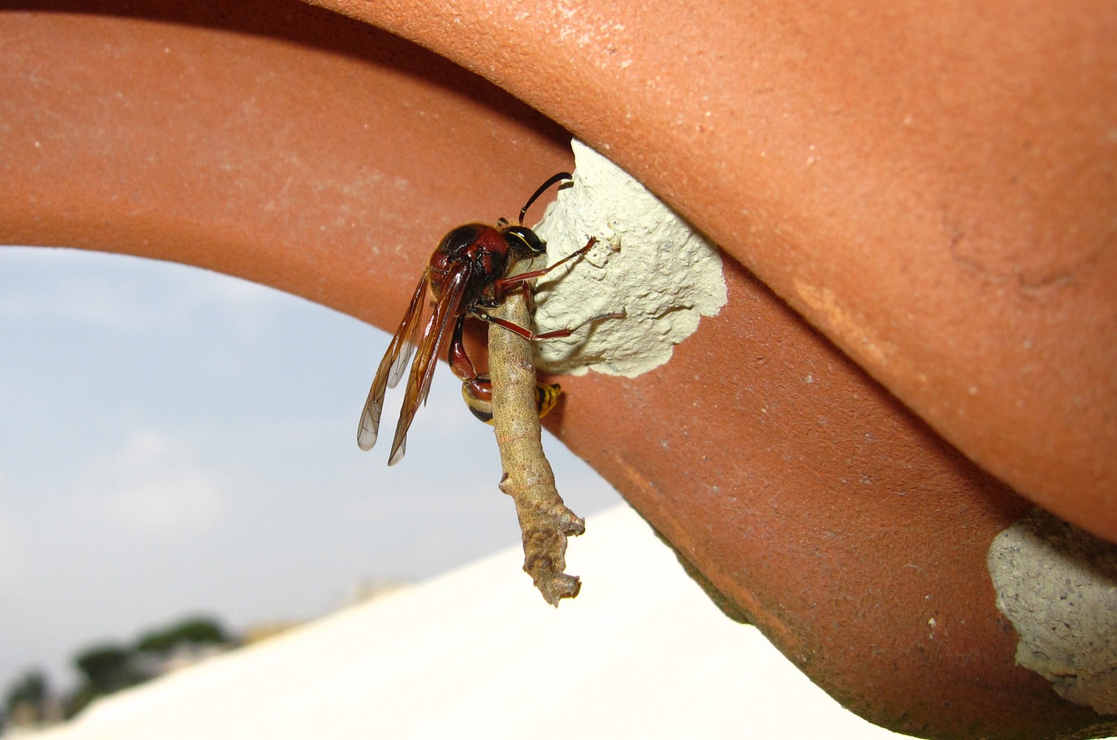 Delta unguiculatum: inserimento di un bruco nel nido