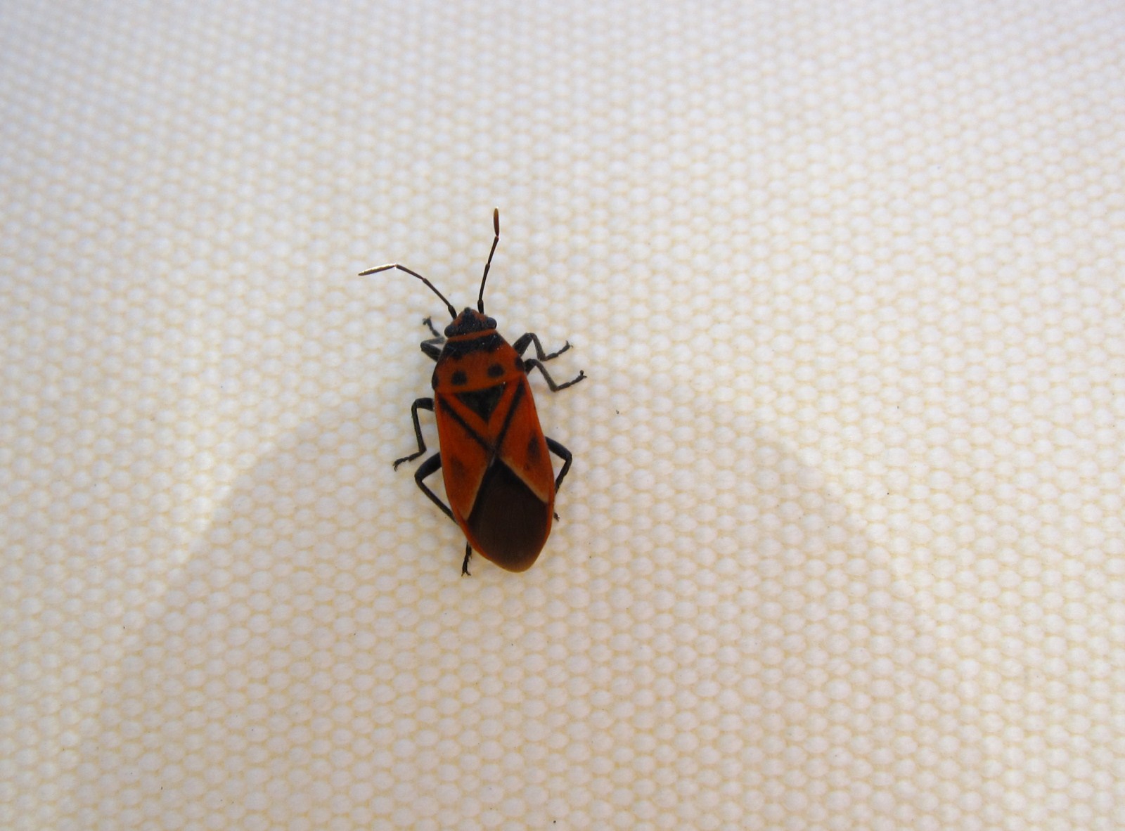 Lygaeidae: Graptostethus servus dell''Isola d''Ischia