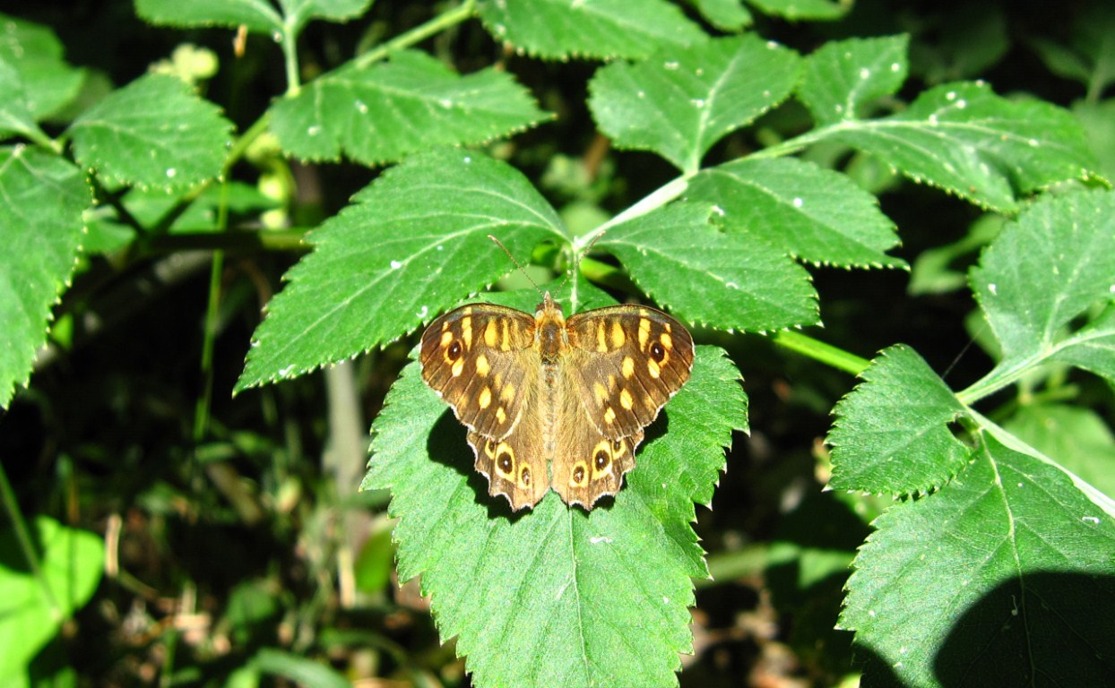 Nymphalidae (2)?