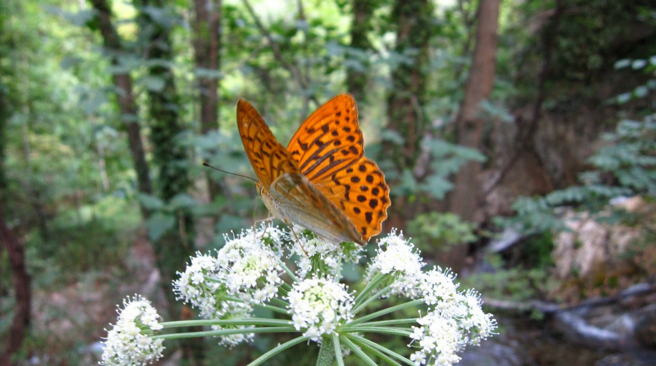 Nymphalidae?