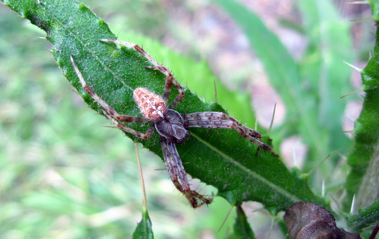 Araneus diadematus