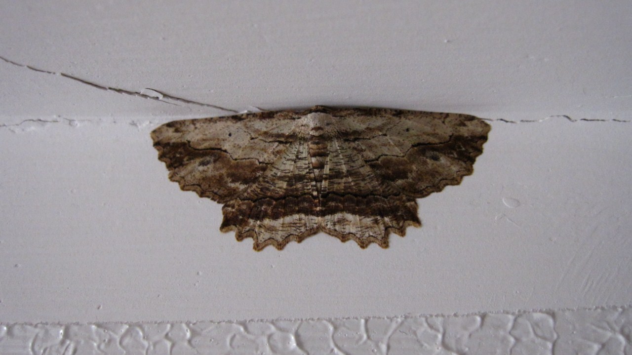 Geometridae da determinare - Menophra abruptaria