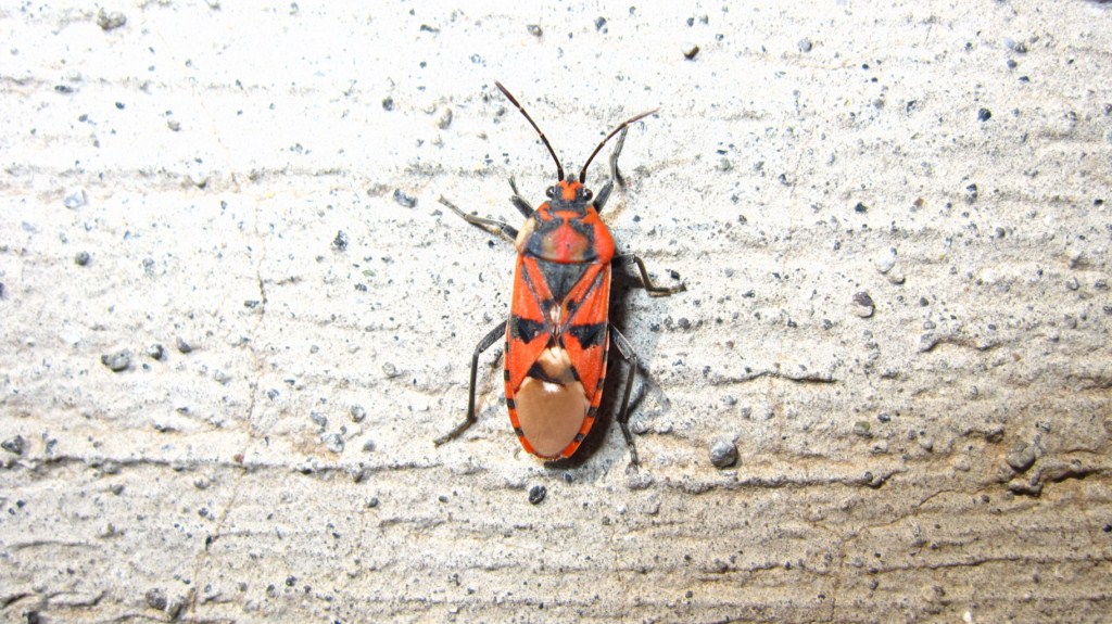 Lygaeidae: Spilostethus pandurus