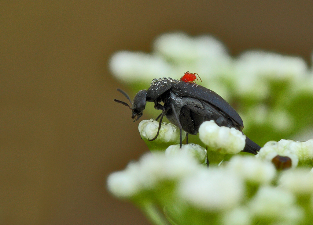 Mordellidae con acaro parassita