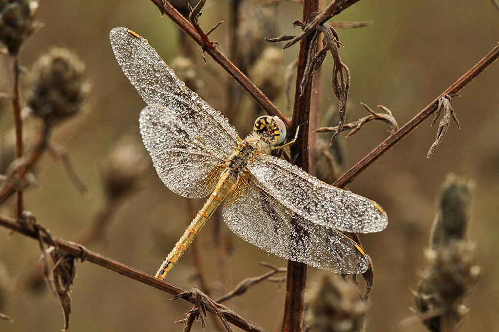 libellula in asciugatura... - Sympetrum fonscolombii (fem.)