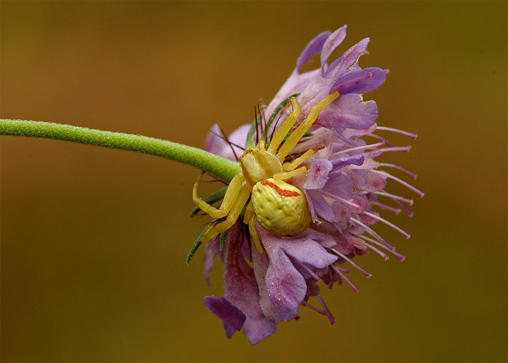 Misumena vatia