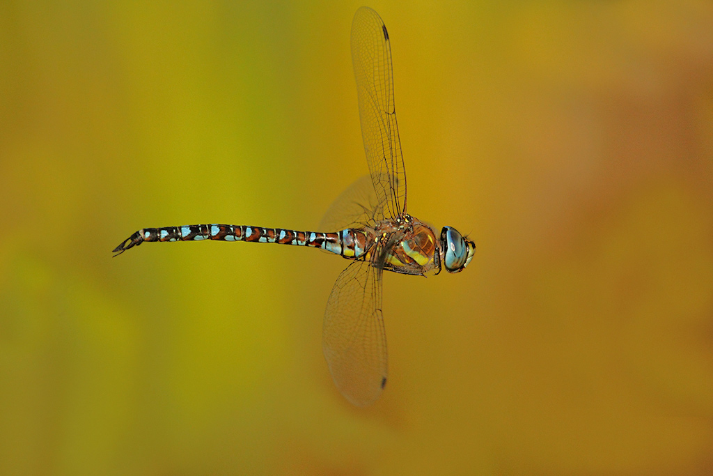 libellula svolazzante: Aeshna mixta