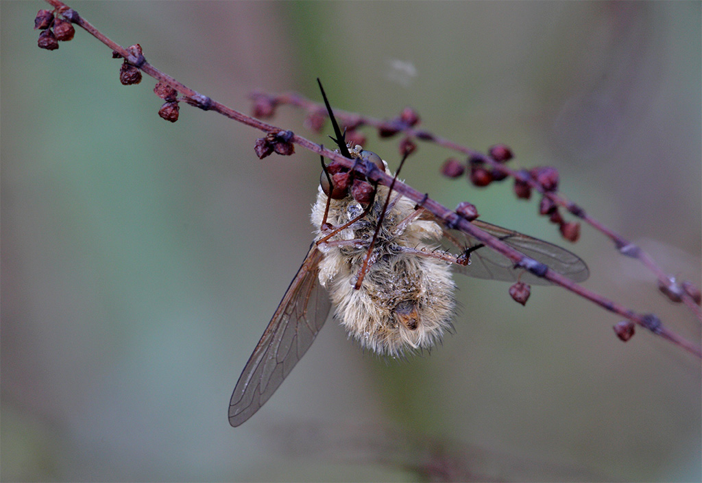 una identificazione: Bombylius sp.