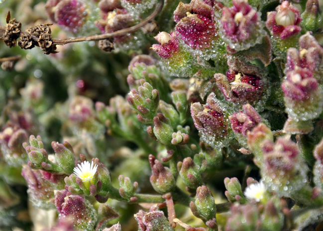 coperti da sferette d''acqua?- Mesembryanthemum nodiflorum