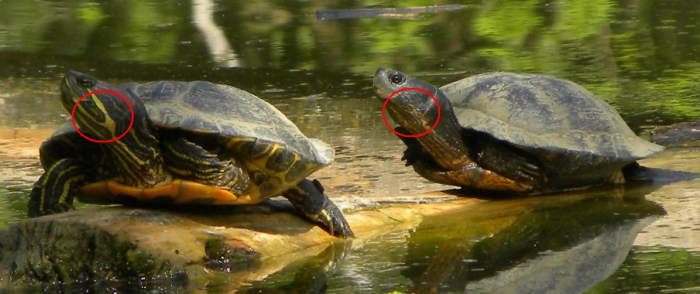 Tartarughe in un''oasi naturalistica