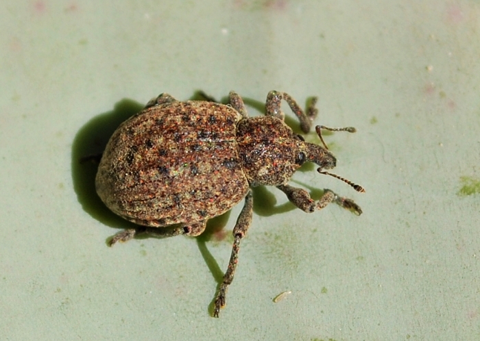 2 curculioni da identificare: Donus salviae