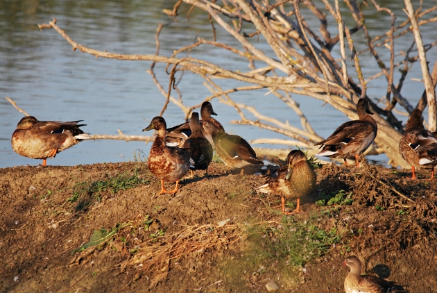 Identificazione piccola anatra