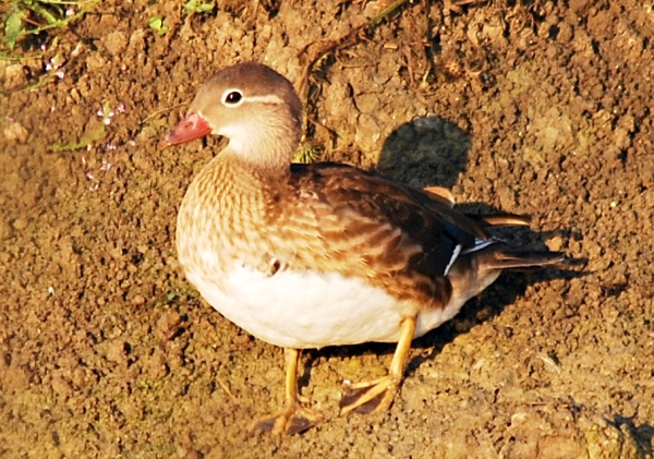 Identificazione piccola anatra