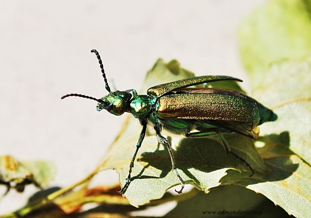 Lytta vesicatoria.