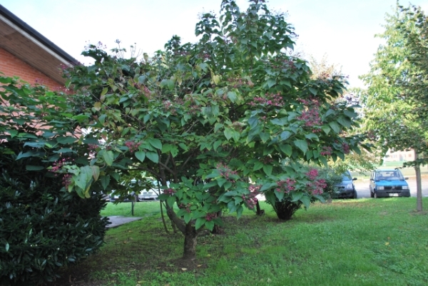 Clerodendron trichotomum