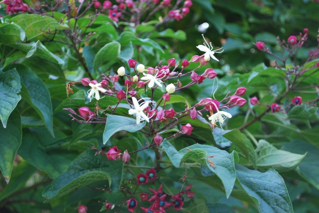 Clerodendron trichotomum