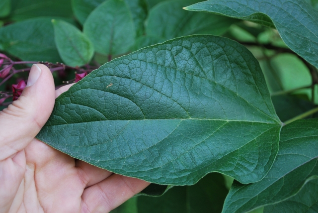 Clerodendron trichotomum