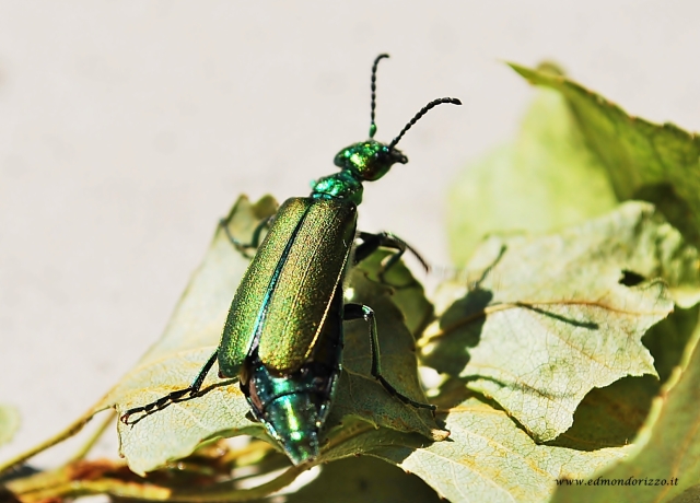 Lytta vesicatoria.