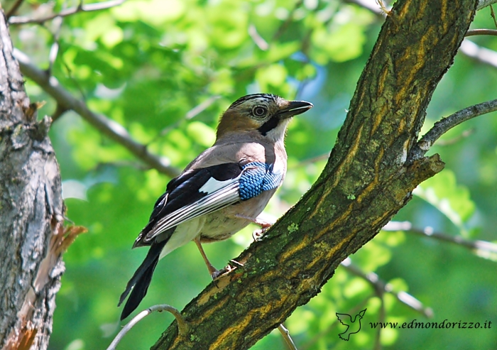 Ghiandaia - Garrulus glandarius