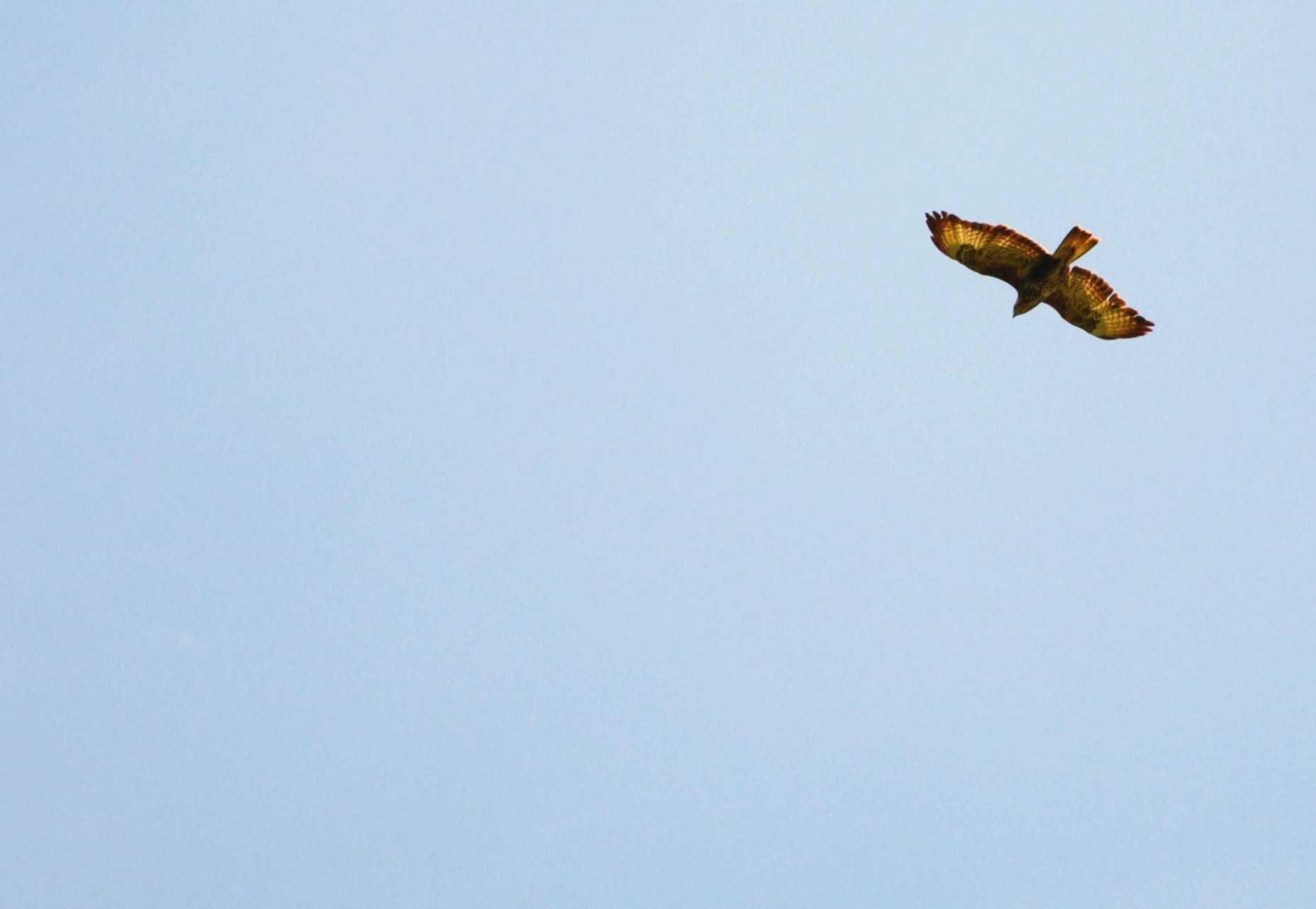 falconiforme da identificare!