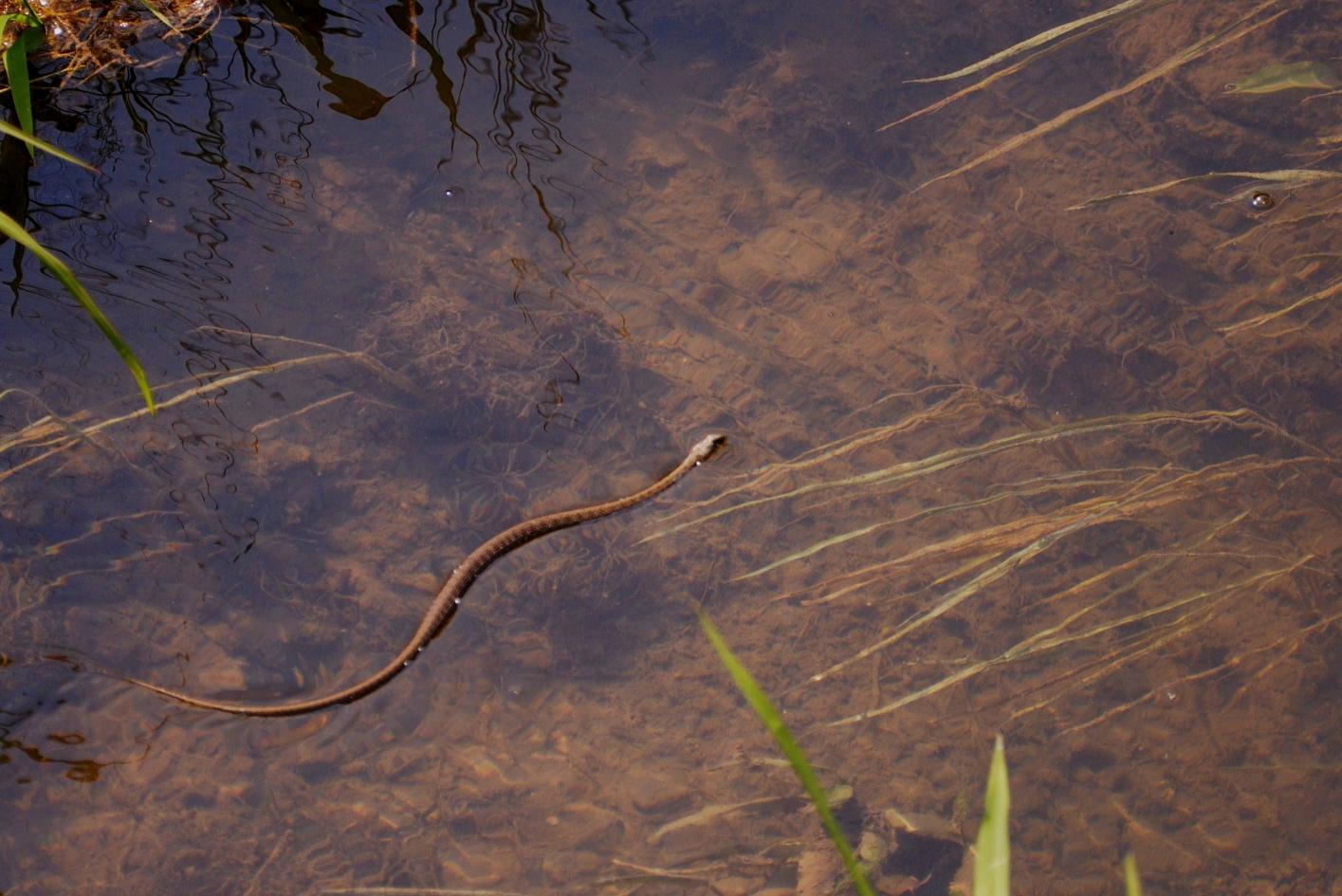 natrix natrix e natrix tessellata (correggetemi se sbaglio)