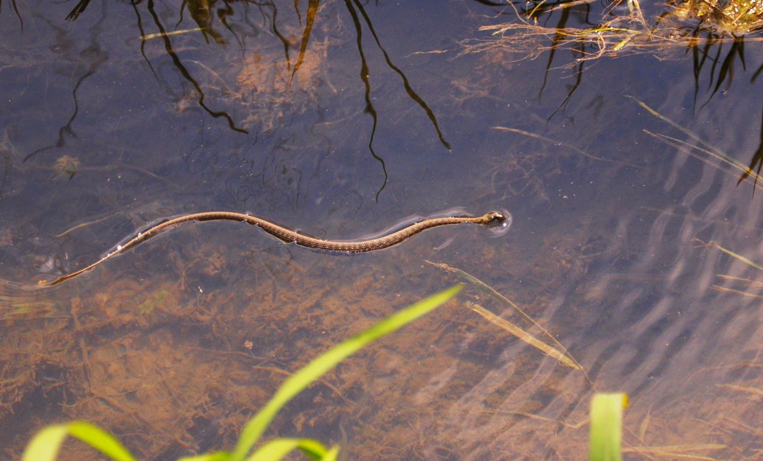 natrix natrix e natrix tessellata (correggetemi se sbaglio)