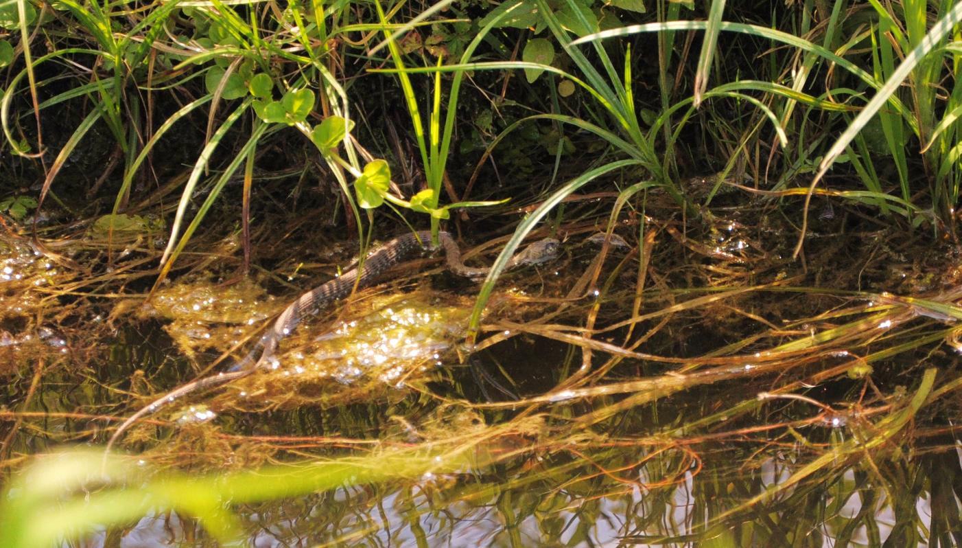 natrix natrix e natrix tessellata (correggetemi se sbaglio)