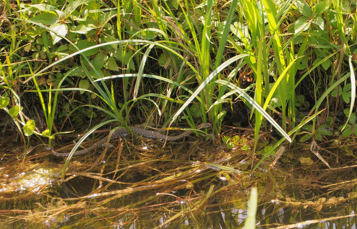 natrix natrix e natrix tessellata (correggetemi se sbaglio)