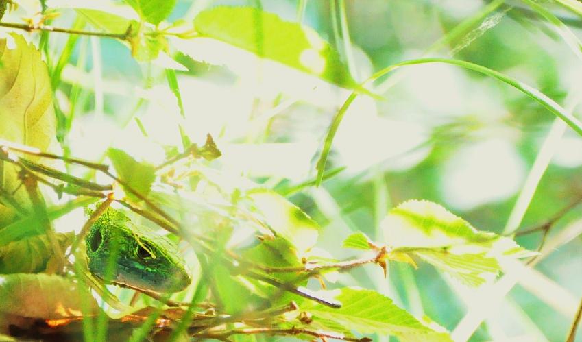 Lacerta bilineata (utente quasi nuovo!)