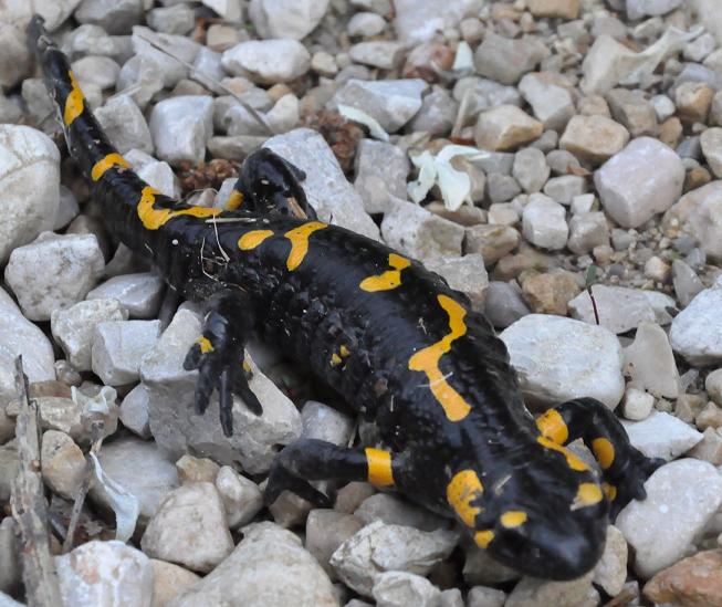 Salamandra salamandra (primo messaggio)