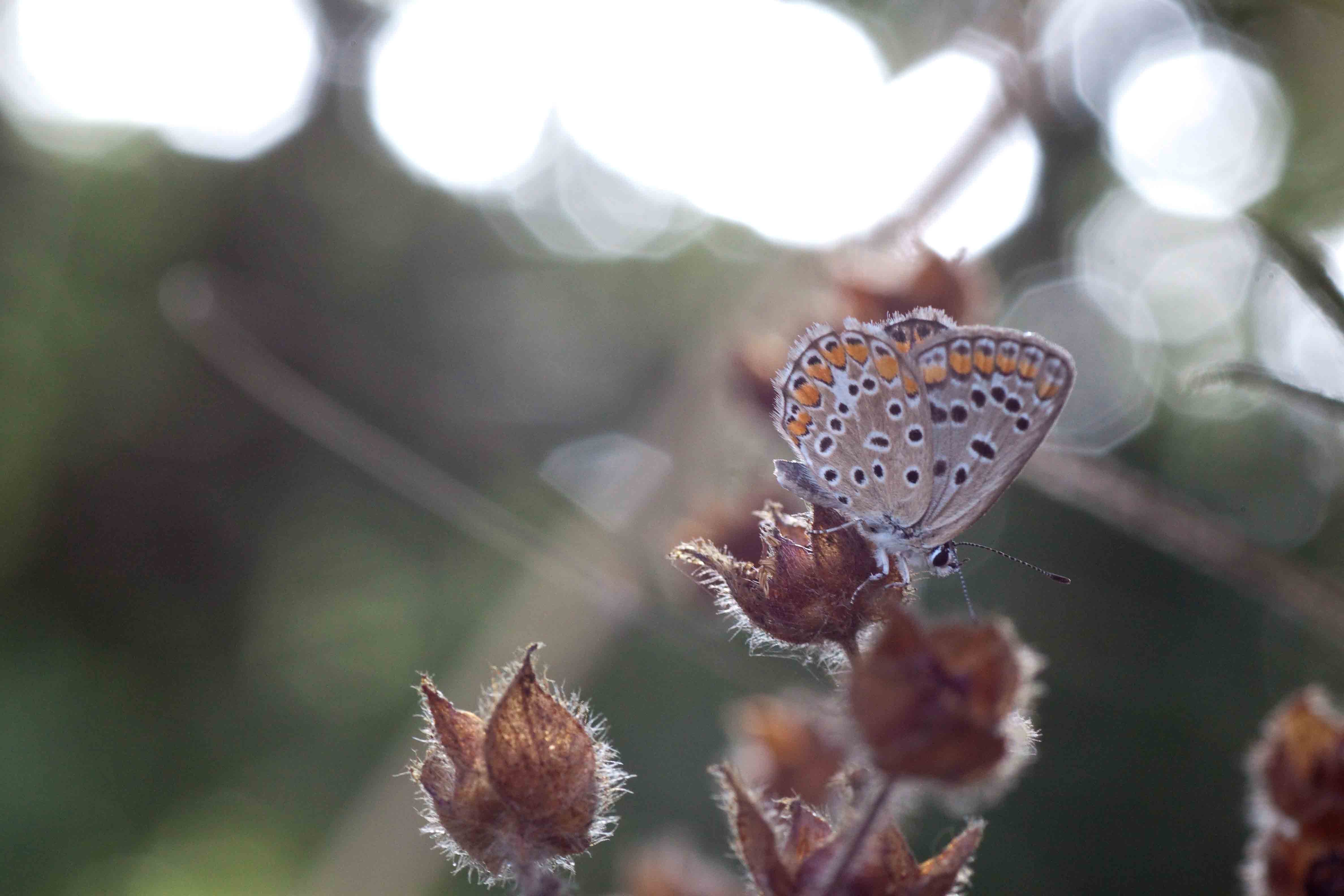 Farfalla da identificare - P. icarus