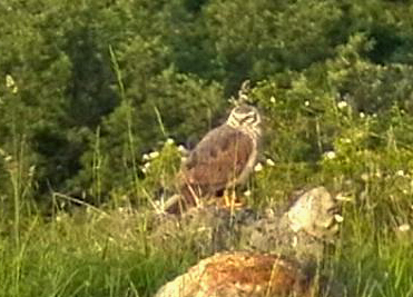 IDENTIFICAZIONE RAPACE