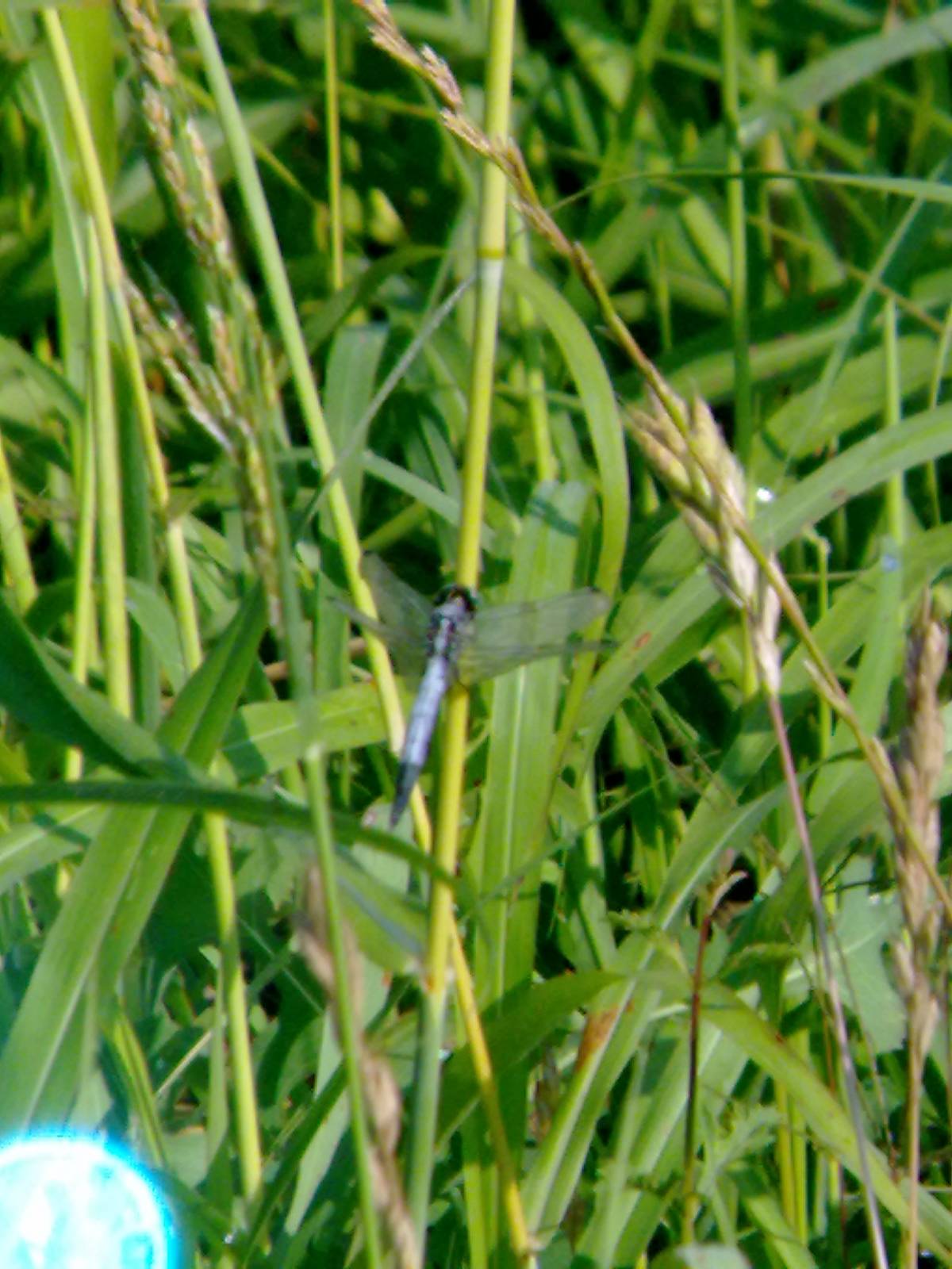 Conferma ID: Orthetrum brunneum o albistylum?