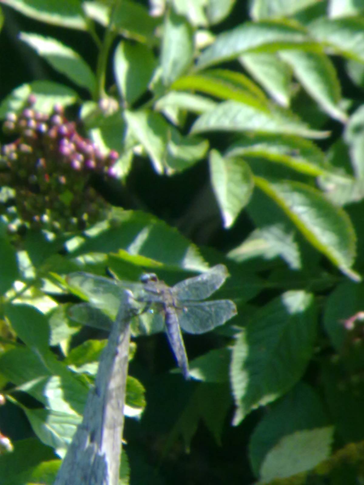 Conferma ID: Orthetrum brunneum?