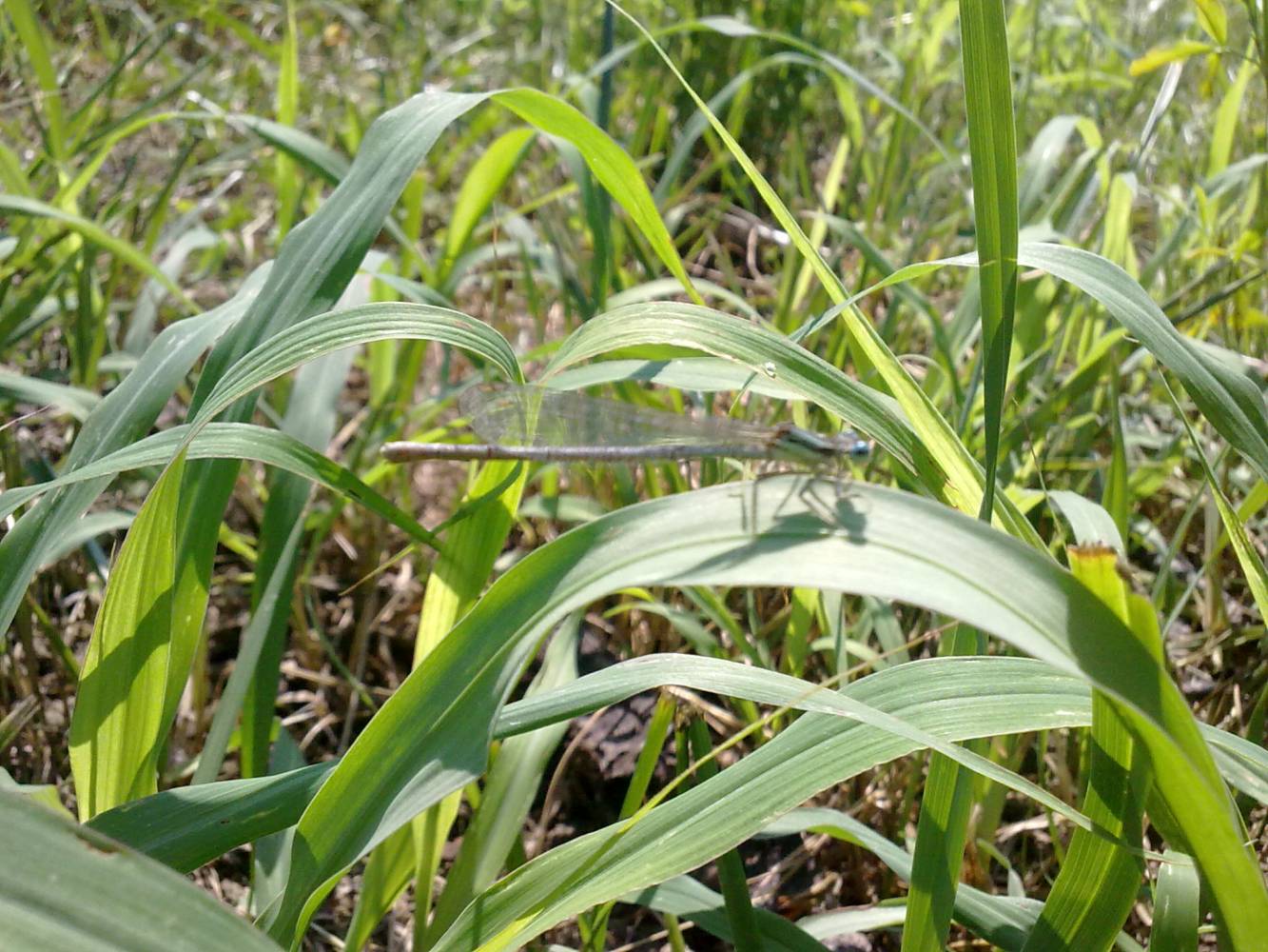 Conferma ID: Platycnemis pennipes?