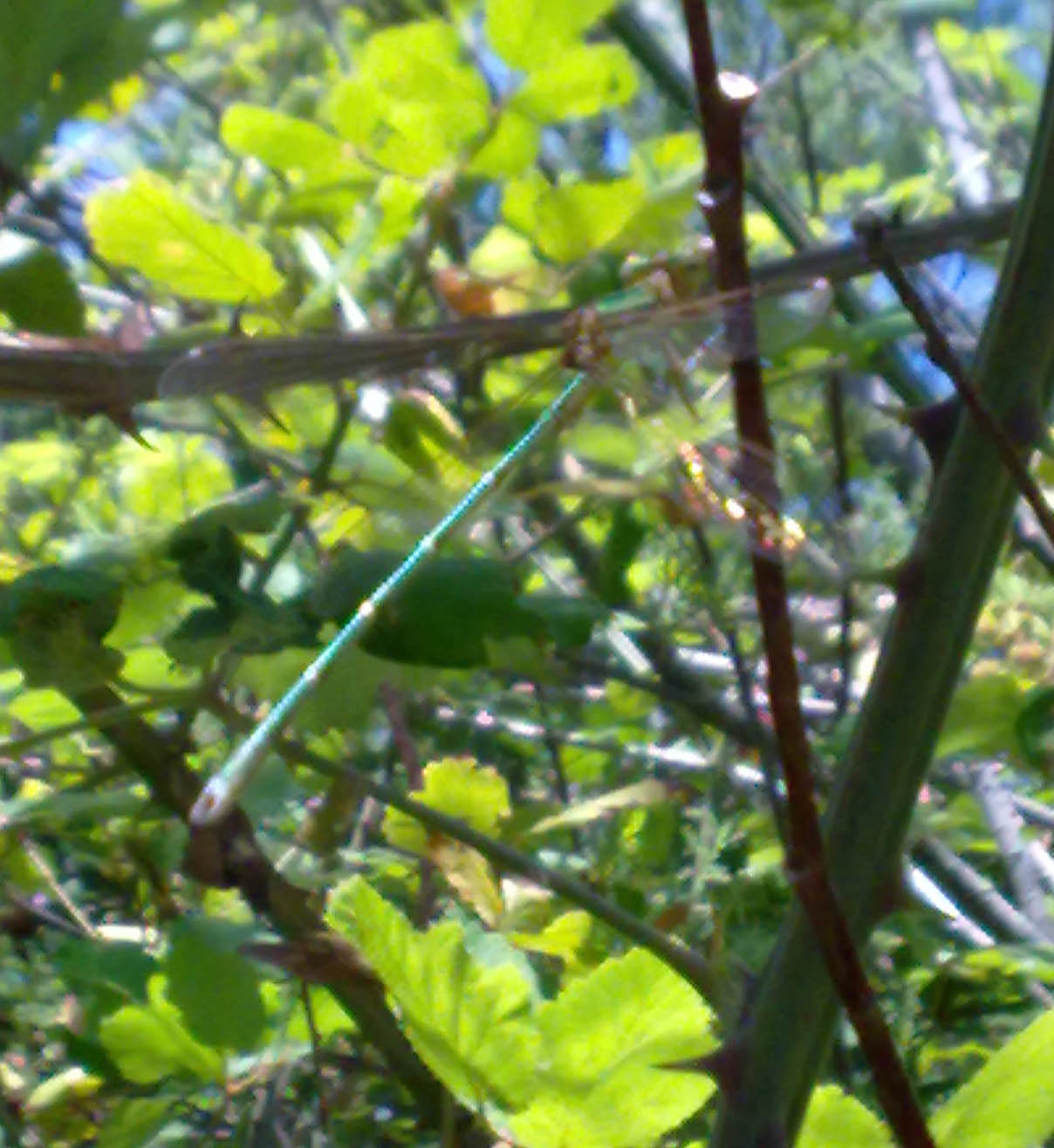 ident. libellula sicula1