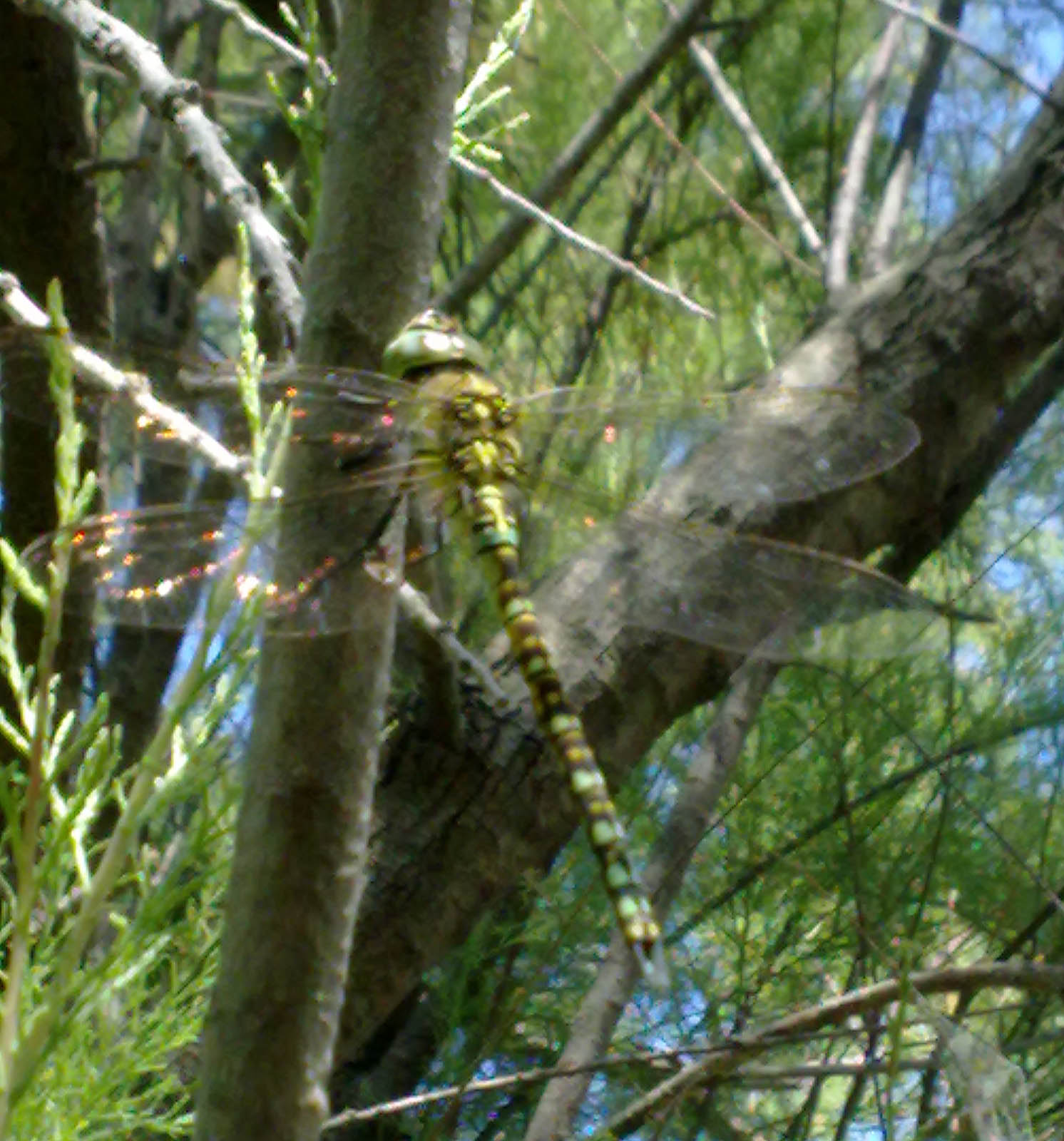 ident. libellula sicula 2