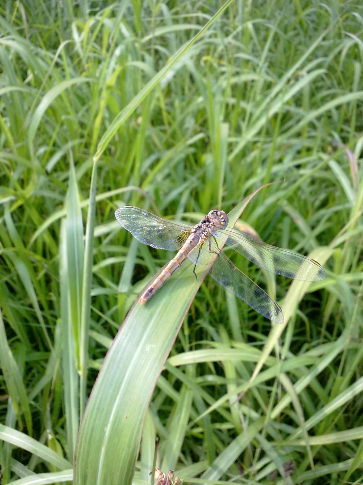 Sympetrum fonscolombii (trialata)