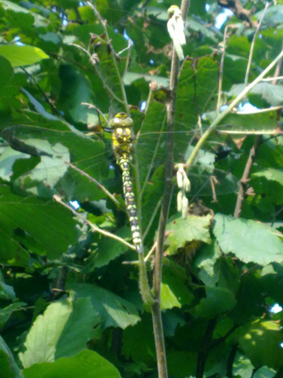 Conferma ID: Aeshna cyanea?