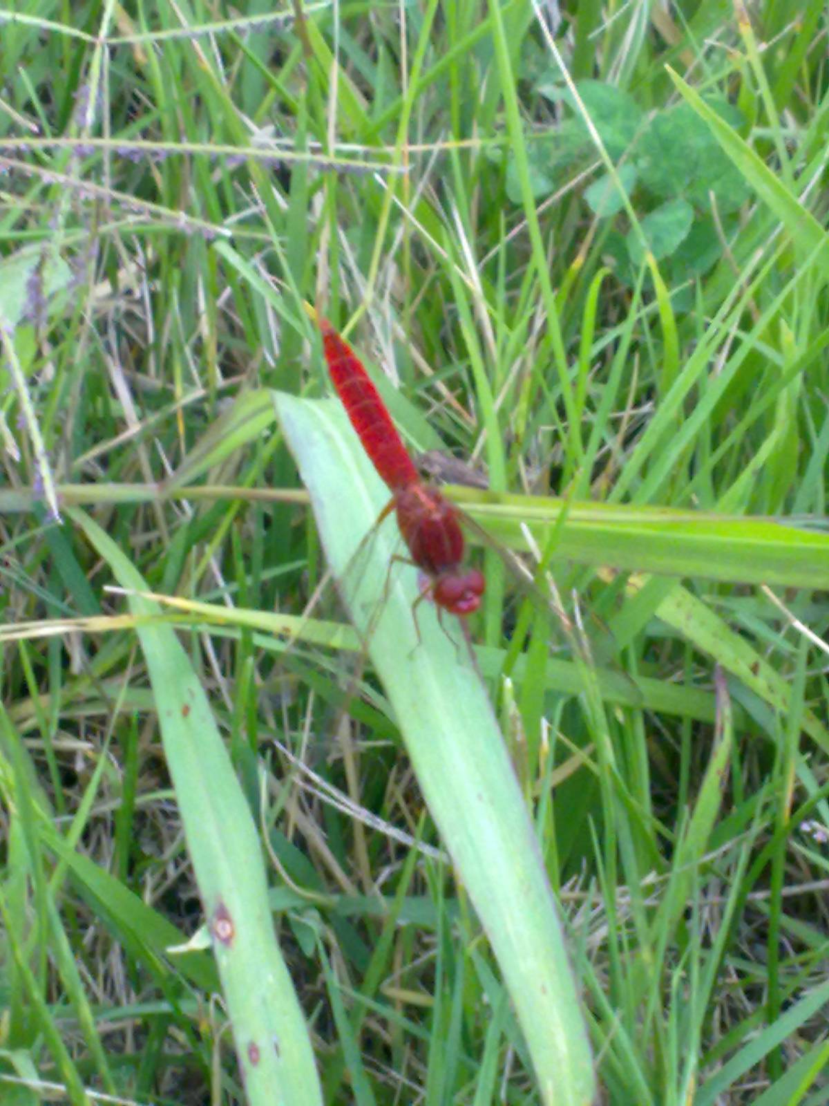 conferma id:  Crocothemis erytrhaea