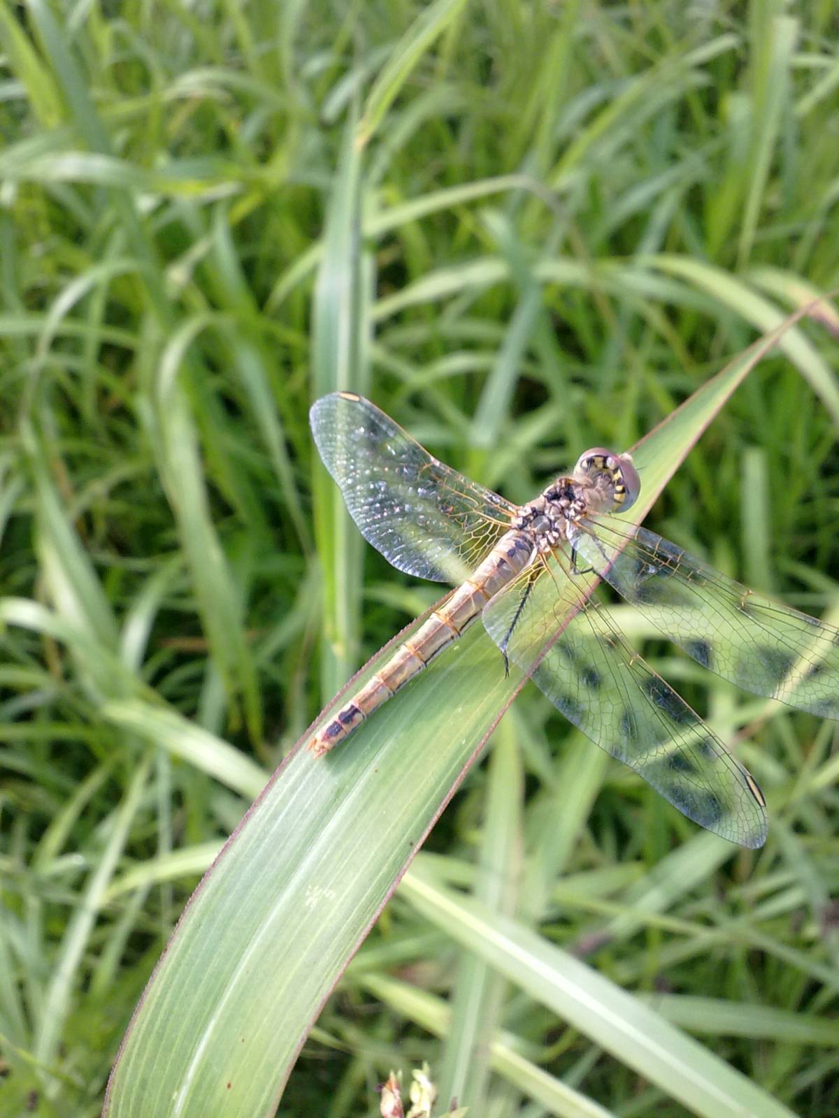 Sympetrum fonscolombii (trialata)