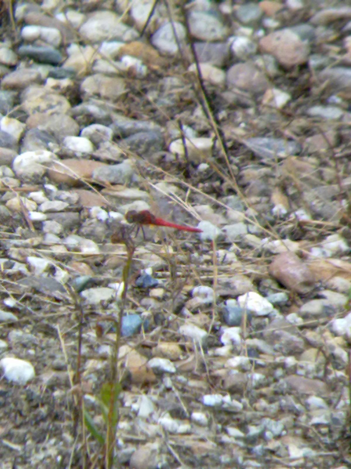 Conferma ID: Sympetrum fonscolombii?