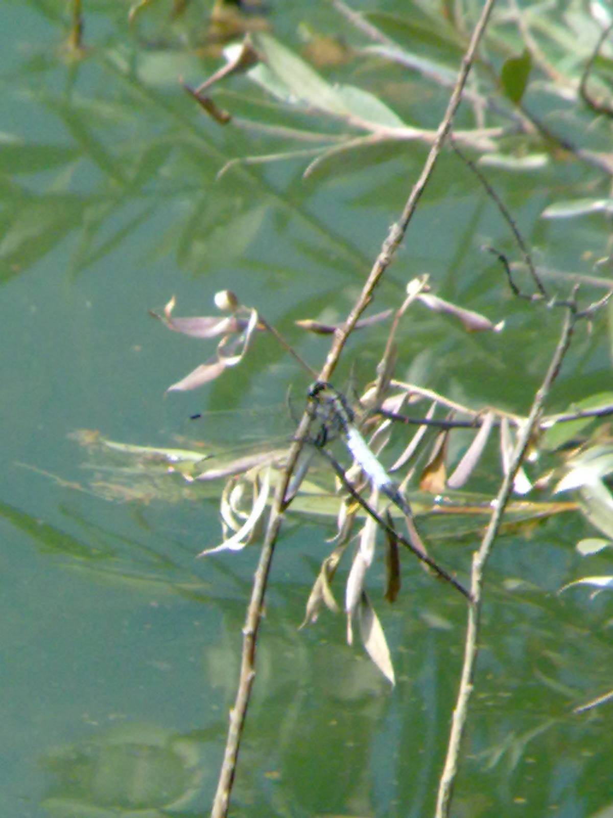 Conferma id: Orthetrum albistylum?