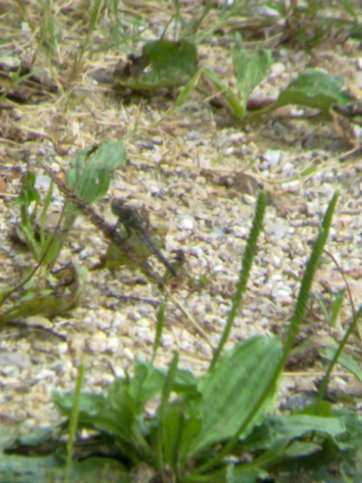 Conferma ID: Orthetrum brunneum?