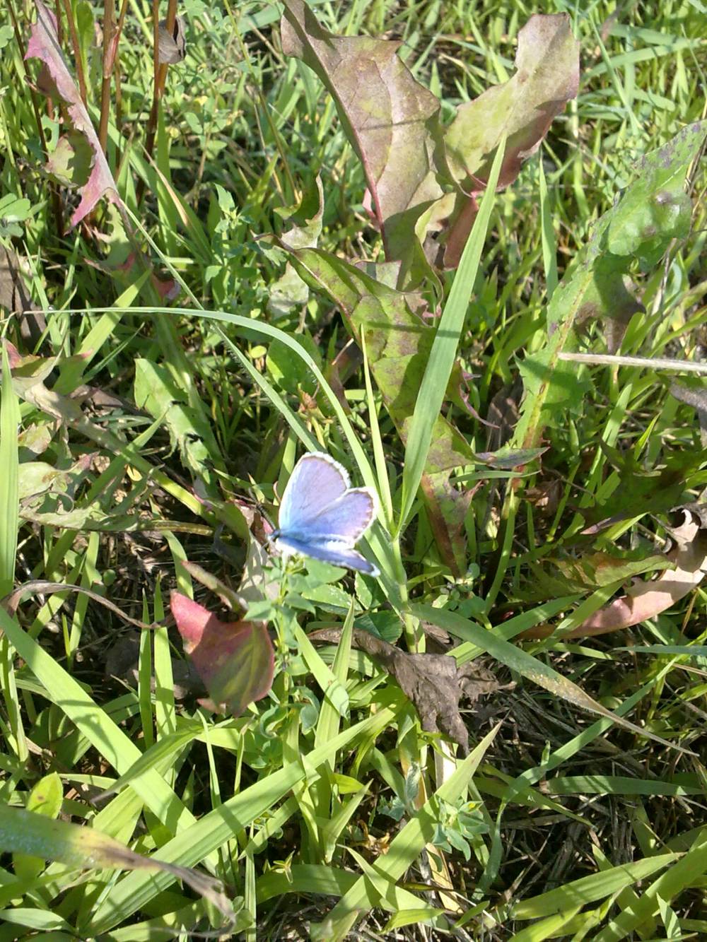 Richiesta identificazione farfalla piemontese