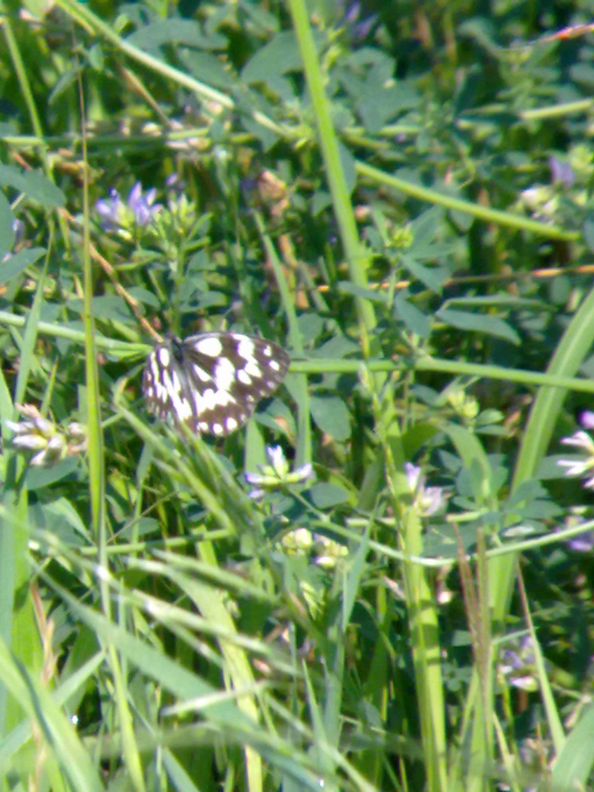 Conferma ID: Melanargia galathea?