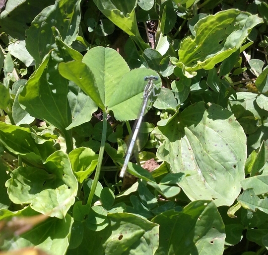 Conferma ID: Platycnemis pennipes?