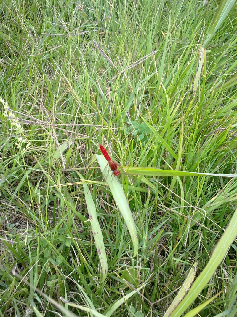 conferma id:  Crocothemis erytrhaea