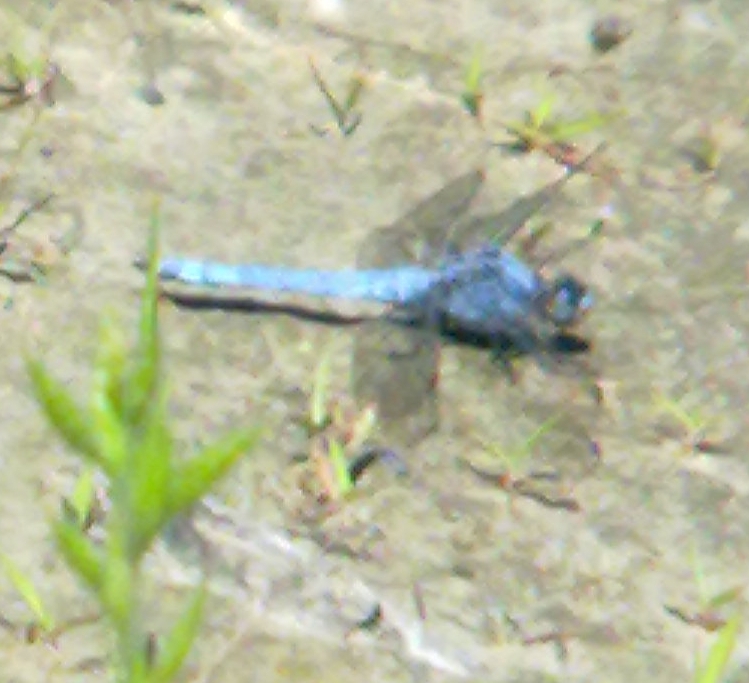 Conferma ID: Orthetrum brunneum?