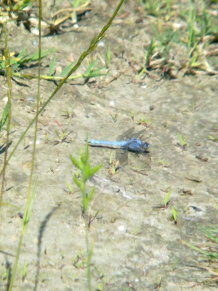 Conferma ID: Orthetrum brunneum?